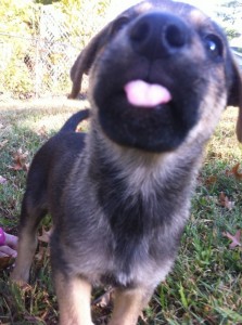 puppytongue